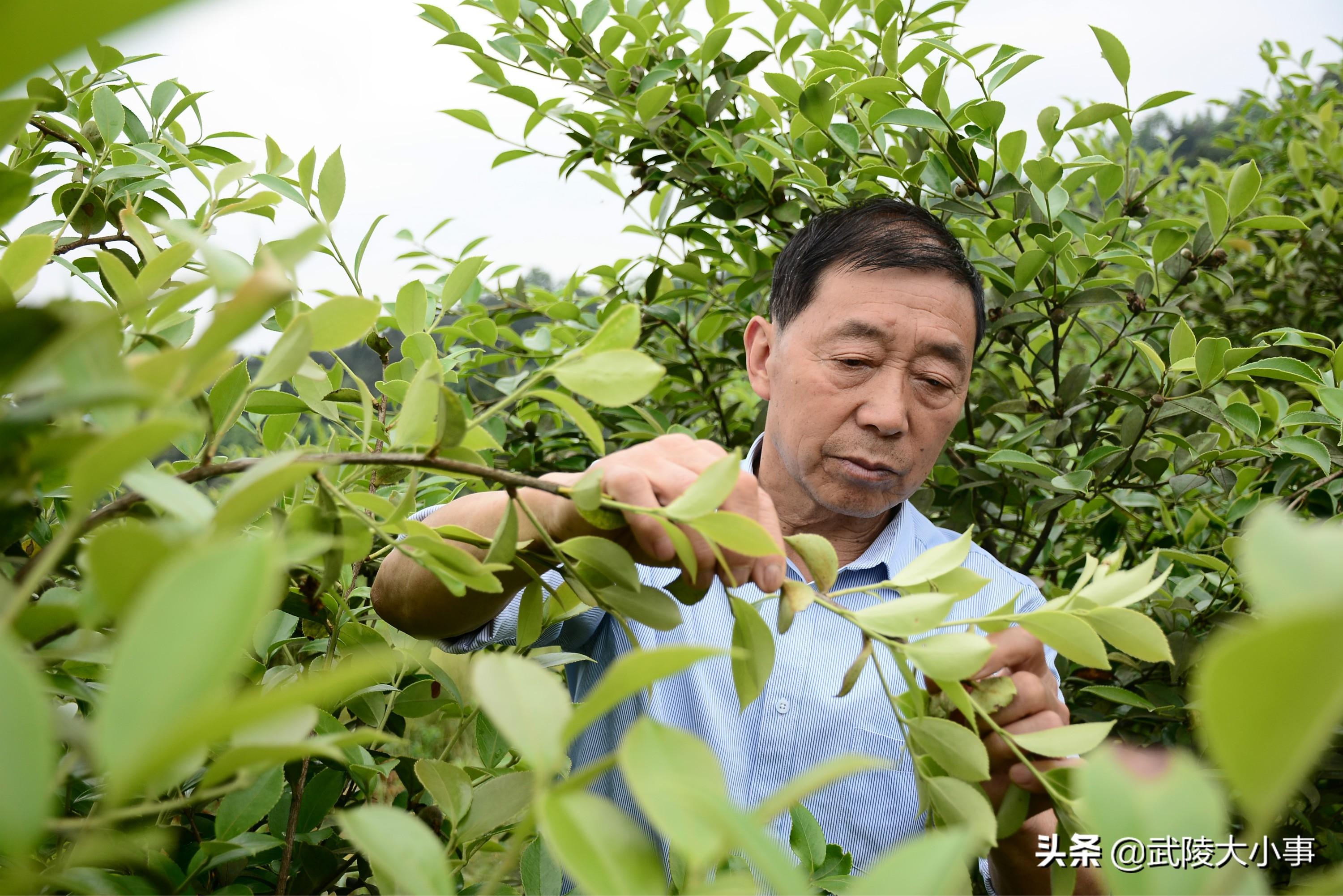 酉阳在线房屋出租信息最新概览