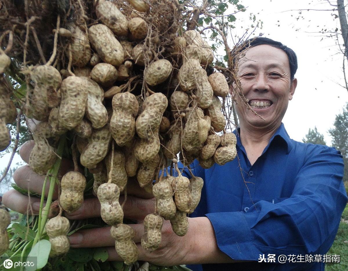 内黄花生米价格动态与市场分析摘要