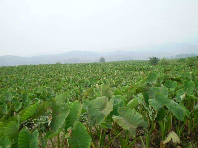 芋头最新高产栽培技巧与要点