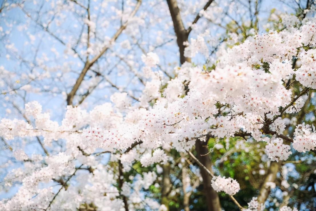 探访暖春花开地新址，自然人文之美交相辉映的秘境