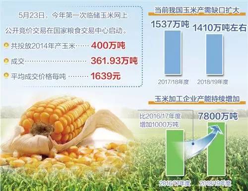 临储玉米最新消息深度解析，今日动态一览