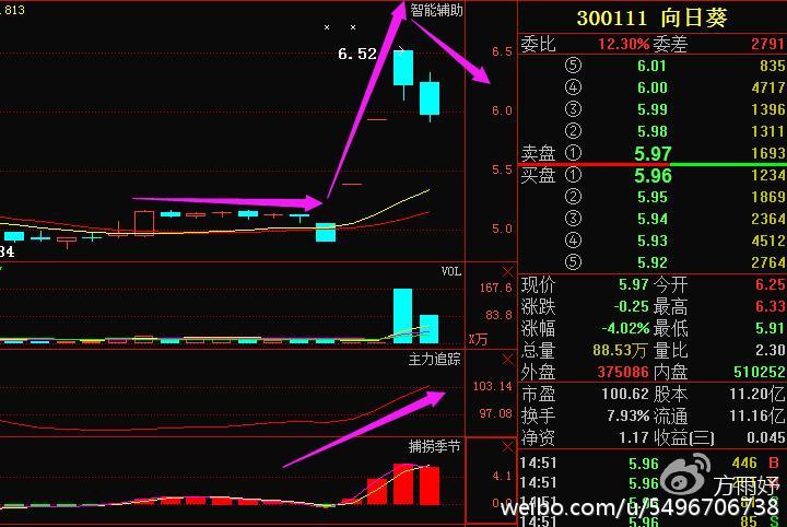 向日葵最新动态揭秘，代号 300111 的奥秘探索