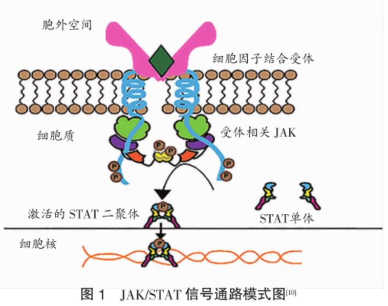 托法替尼最新研究进展概览